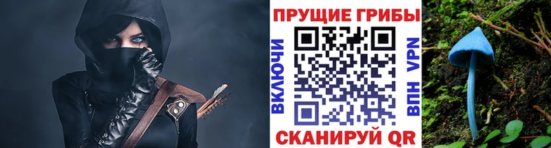 закладка  Называевск  Псилоцибиновые грибы Magic Shrooms 
